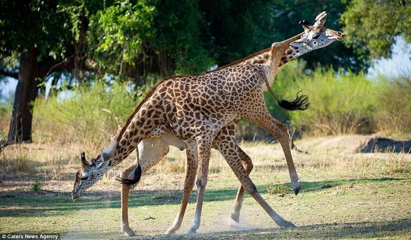 Танго в исполнении жирафов