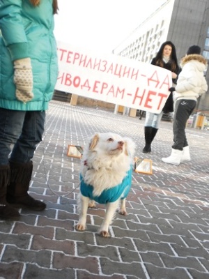 Мэрия Красноярска пошла навстречу защитникам животных
